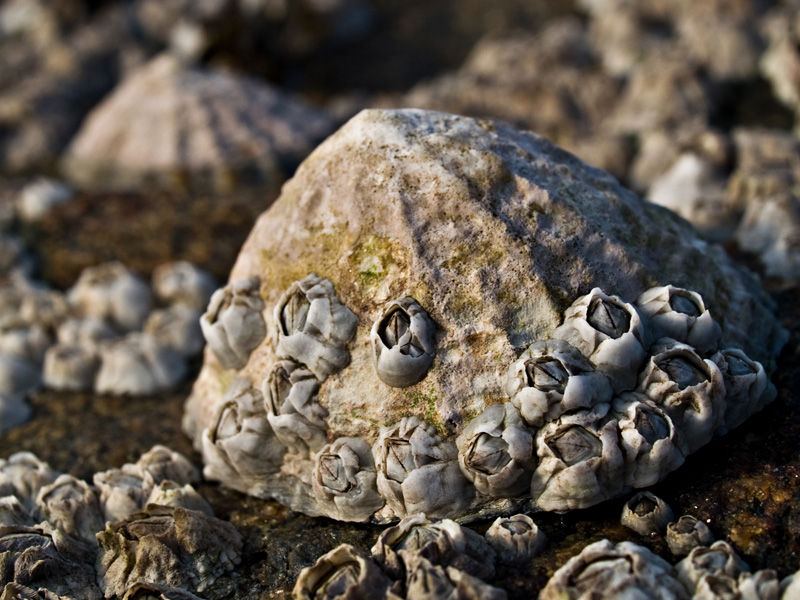 The barnacle’s penis. | Pygmy Loris